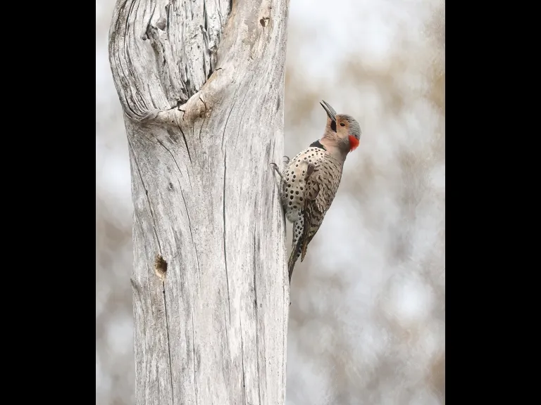 A northern flicker at Breakneck Hill Conservation Land in Southborough, photographed by Steve Forman.