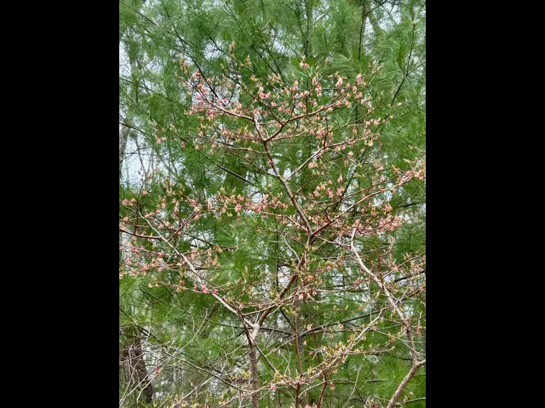 A budding blueberry bush at SVT's Willman Wetlands in Southborough, photographed by Debbie Costine.