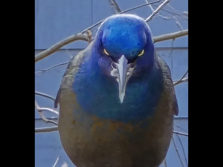 A common grackle in Northborough, photographed by Crystal Rahaim.