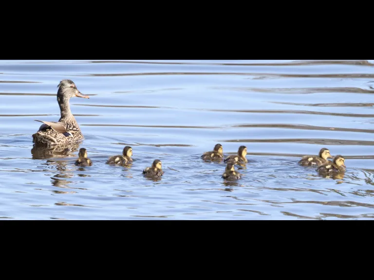 A family of mallards at Hager Pond in Marlborough, photographed by Steve Forman.