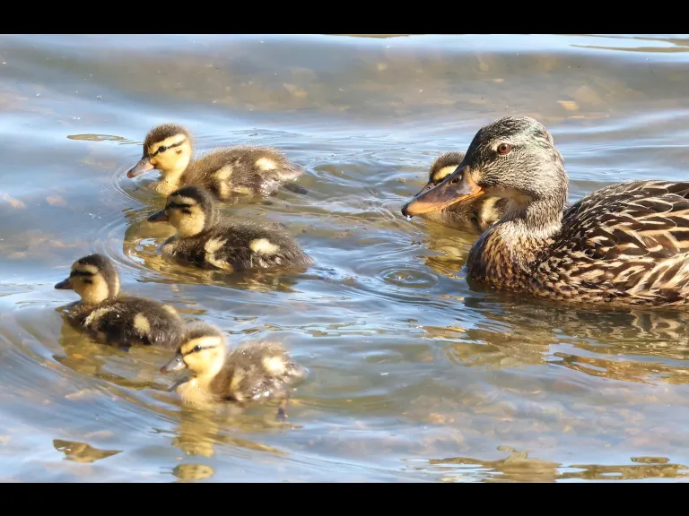 A family of mallards at Hager Pond in Marlborough, photographed by Steve Forman.