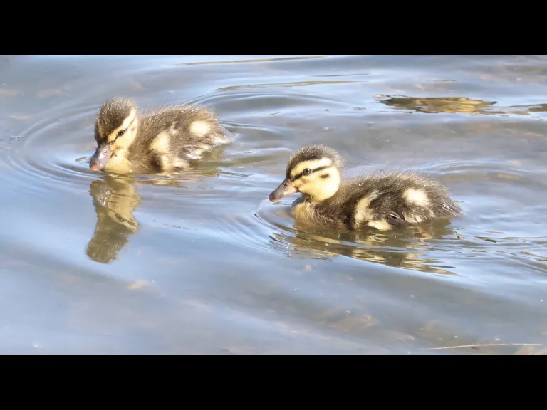 Mallard ducklings at Hager Pond in Marlborough, photographed by Steve Forman.