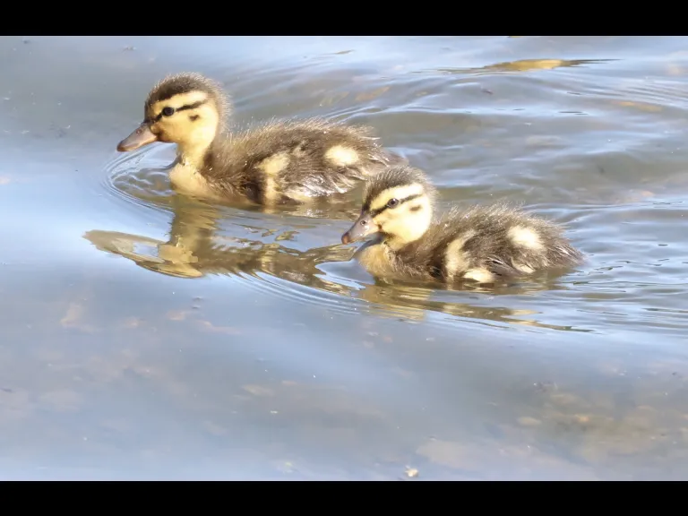 Mallard ducklings at Hager Pond in Marlborough, photographed by Steve Forman.