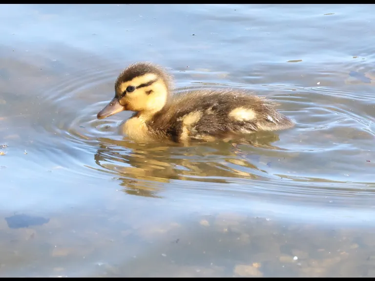 A mallard duckling at Hager Pond in Marlborough, photographed by Steve Forman.
