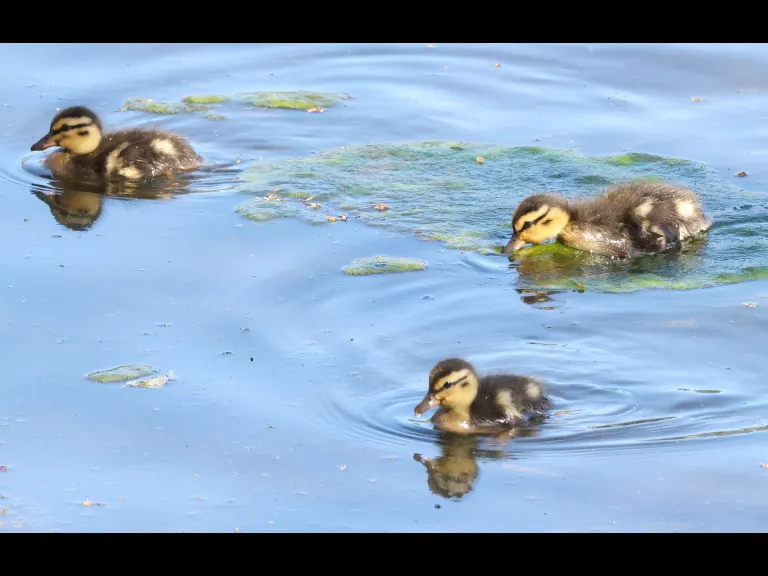 Mallard ducklings at Hager Pond in Marlborough, photographed by Steve Forman.