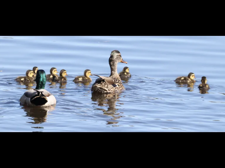 A family of mallards at Hager Pond in Marlborough, photographed by Steve Forman.