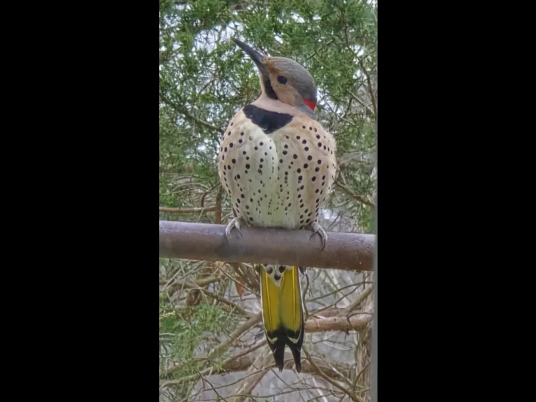 A northern flicker in Northborough, photographed by Crystal Rahaim.