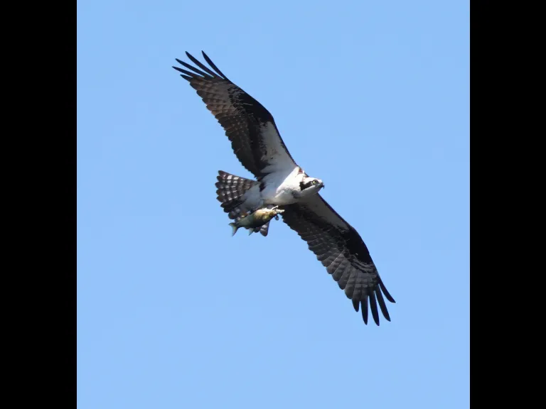 An osprey with a fish at Bartlett Pond in Northborough, photographed by Steve Forman.