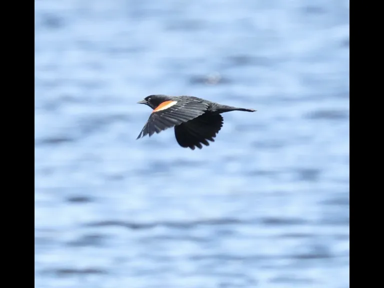 A red-winged blackbird at Bartlett Pond in Northborough, photographed by Steve Forman.