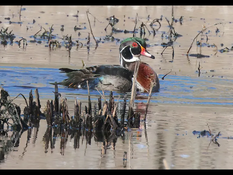 A wood duck at Bruce's Pond in Hudson, photographed by Steve Forman.