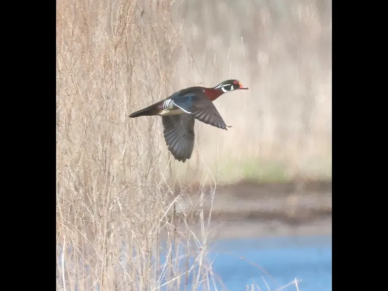 A wood duck at Bartlett Pond in Northborough, photographed by Steve Forman.