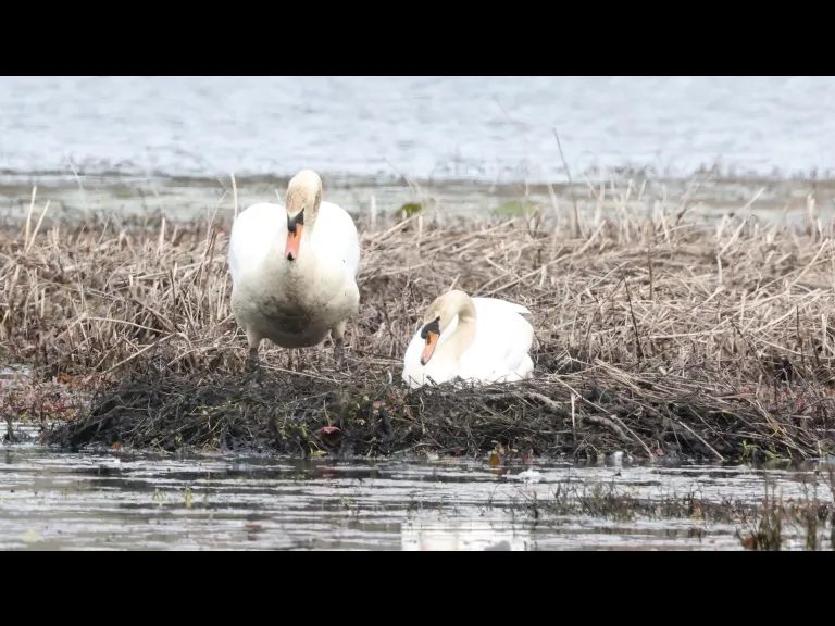 Mute swans at Bartlett Pond in Northborough, photographed by Steve Forman.