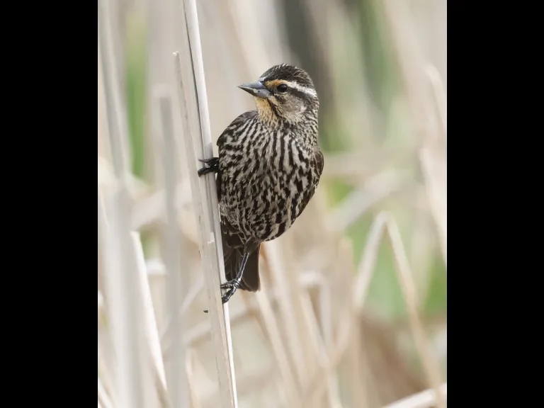 A red-winged blackbird at Bartlett Pond in Northborough, photographed by Steve Forman.
