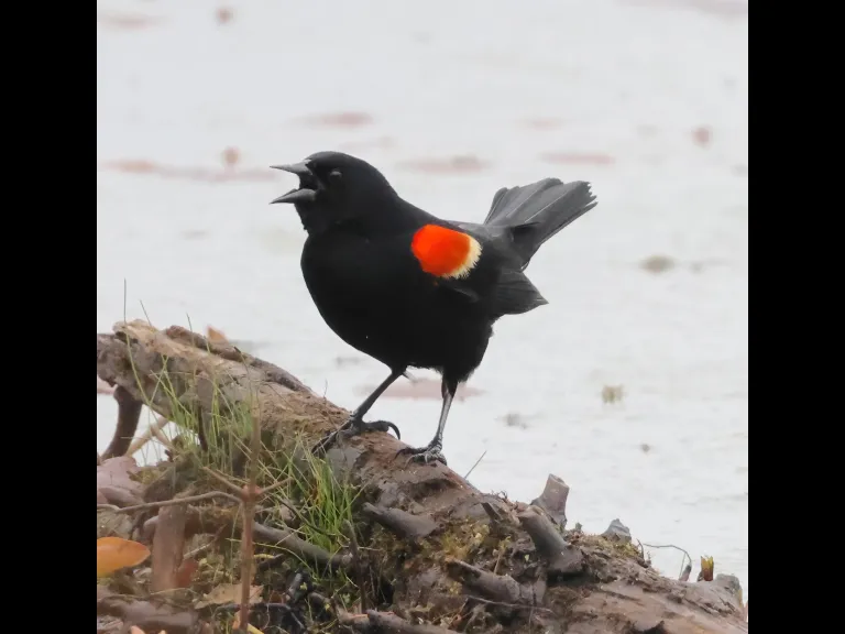 A red-winged blackbird at Bartlett Pond in Northborough, photographed by Steve Forman.