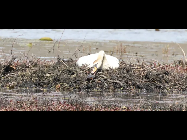 A mute swan shoos away a painted turtle at its nest on Bartlett Pond in Northborough, photographed by Steve Forman.