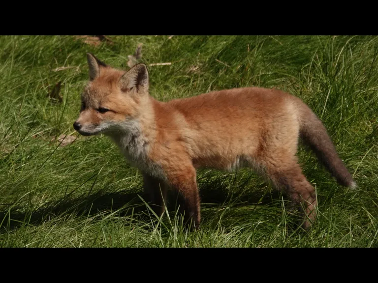 A red fox kit in Lincoln, photographed by Ron McAdow.