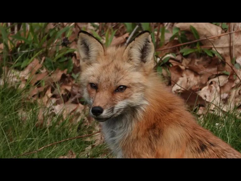 A red fox in Lincoln, photographed by Ron McAdow.