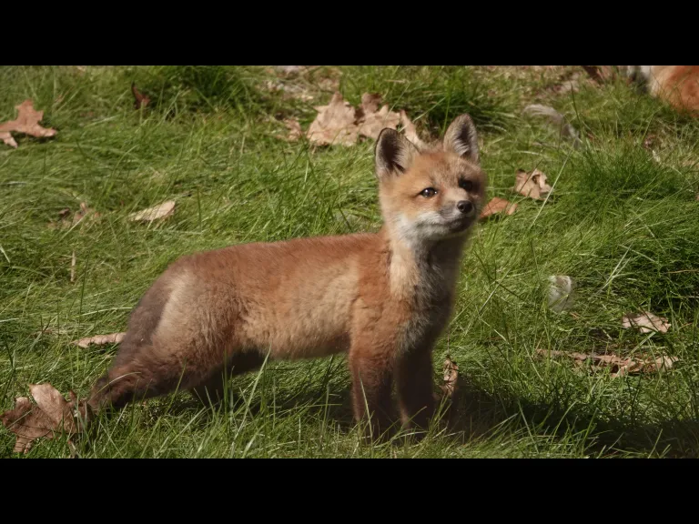 A red fox kit in Lincoln, photographed by Ron McAdow.
