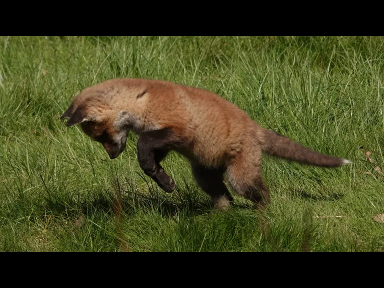 A red fox kit in Lincoln, photographed by Ron McAdow.