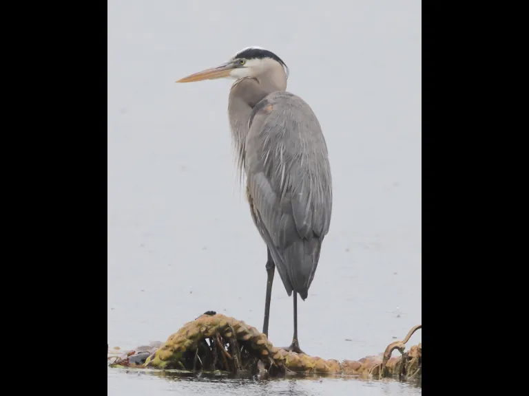 A great blue heron at Bartlett Pond in Northborough, photographed by Steve Forman.