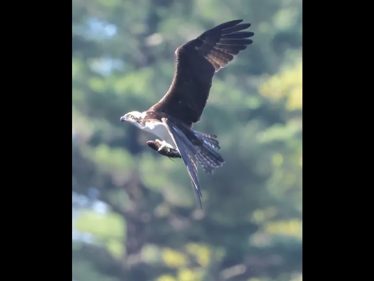 An osprey with a fish at Bartlett Pond in Northborough, photographed by Steve Forman.