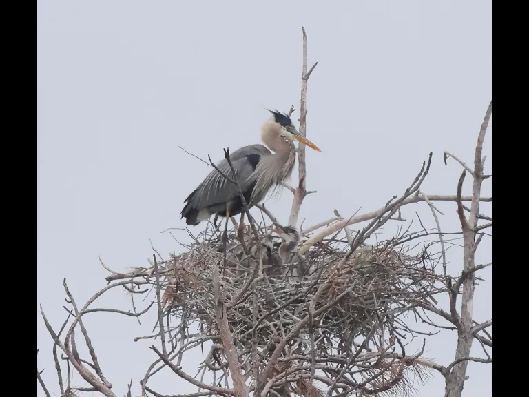 Great blue herons in Southborough, photographed by Steve Forman.