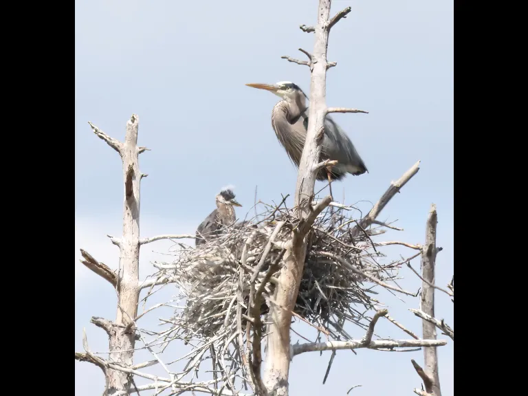 Great blue herons in Southborough, photographed by Steve Forman.