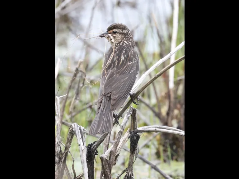 A red-winged blackbird at Bartlett Pond in Northborough, photographed by Steve Forman.