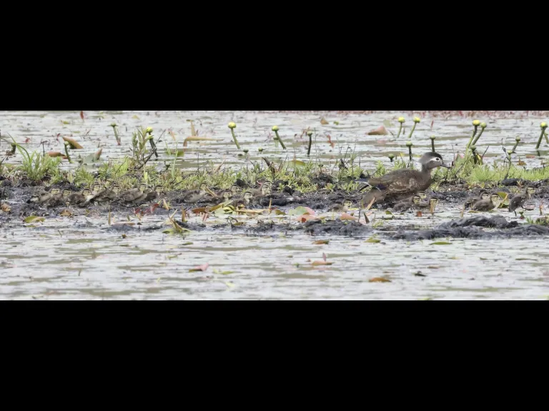 A family of wood ducks at Bartlett Pond in Northborough, photographed by Steve Forman.