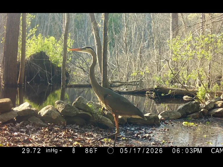 A great blue heron in Framingham, photographed with an automatically triggered wildlife camera by Margaret McKane.