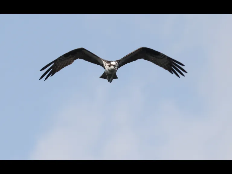 An osprey at Bartlett Pond in Northborough, photographed by Steve Forman.