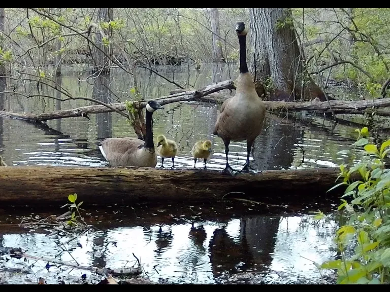 Canada geese in Framingham, photographed with an automatically triggered wildlife camera by Margaret McKane.