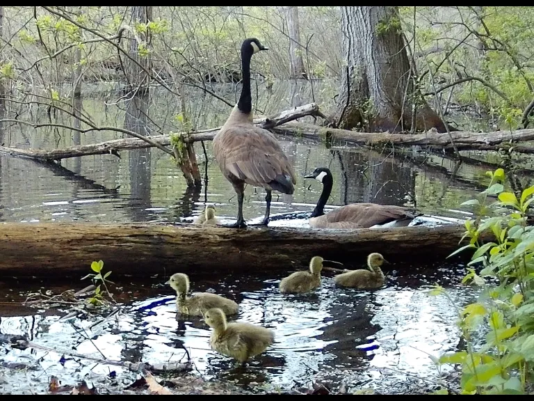 Canada geese in Framingham, photographed with an automatically triggered wildlife camera by Margaret McKane.