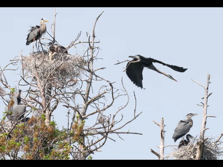 Great blue herons in Southborough, photographed by Steve Forman.