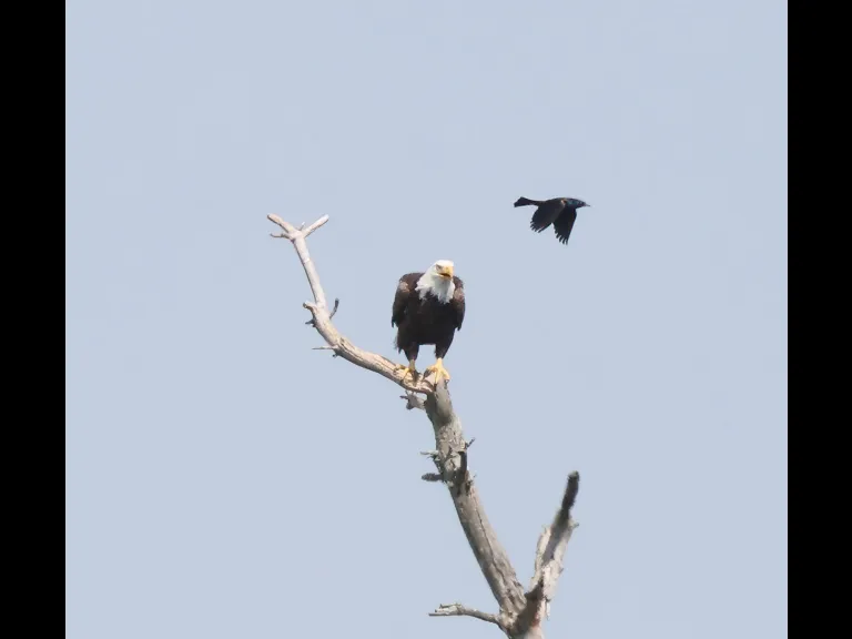 A bald eagle and a common grackle at Sudbury Reservoir in Southborough, photographed by Steve Forman.