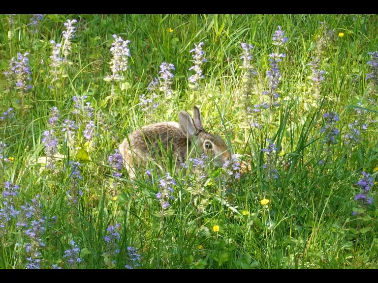 A cotton-tailed rabbit in Framingham, photographed with an automatically triggered wildlife camera by Margaret McKane.