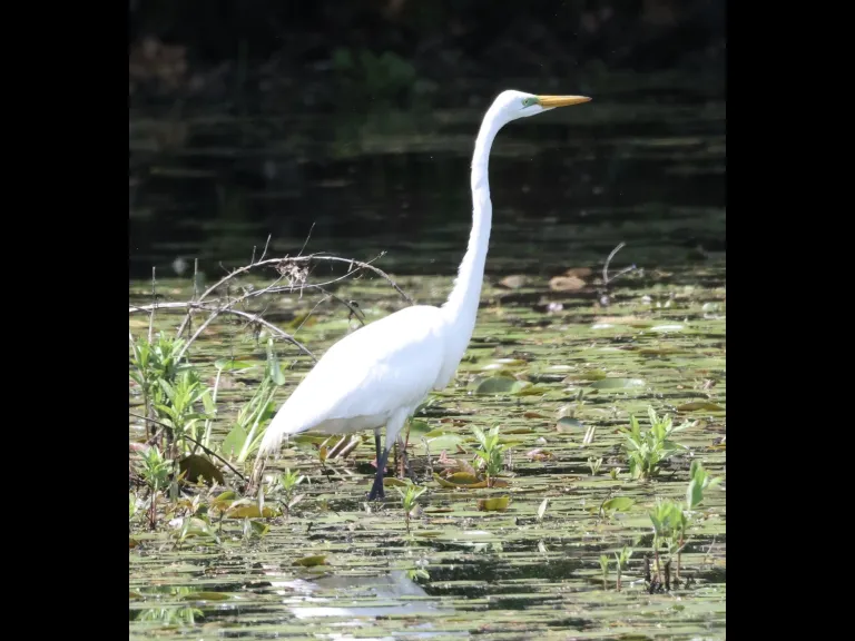 A great egret at Bartlett Pond in Northborough, photographed by Steve Forman.