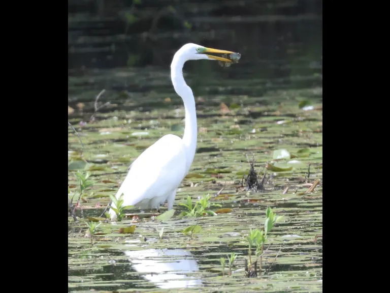 A great egret at Bartlett Pond in Northborough, photographed by Steve Forman.