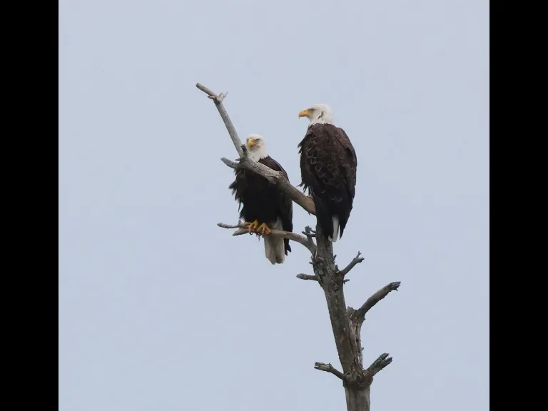 Bald eagles at Sudbury Reservoir in Southborough, photographed by Steve Forman.
