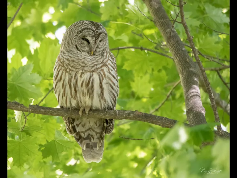 A barred owl in Westborough, photographed by Nancy Szostak Wright.