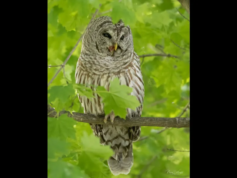 A barred owl in Westborough, photographed by Nancy Szostak Wright.