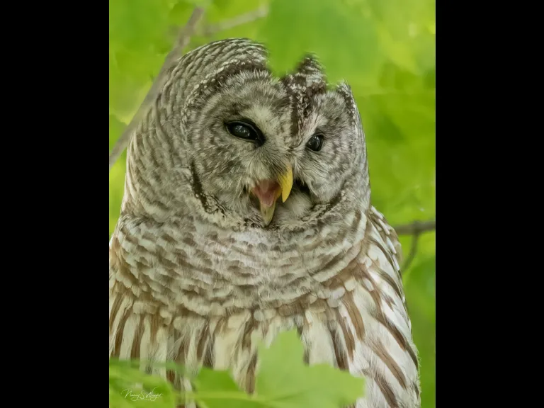 A barred owl in Westborough, photographed by Nancy Szostak Wright.