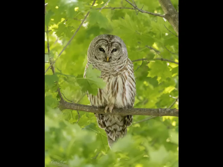 A barred owl in Westborough, photographed by Nancy Szostak Wright.