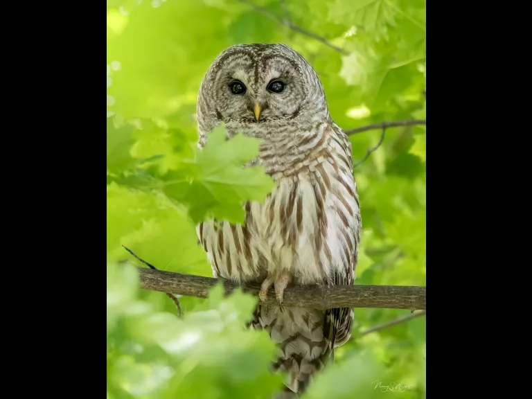 A barred owl in Westborough, photographed by Nancy Szostak Wright.A barred owl in Westborough, photographed by Nancy Szostak Wright.