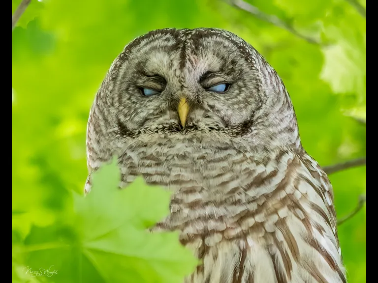A barred owl in Westborough, photographed by Nancy Szostak Wright.