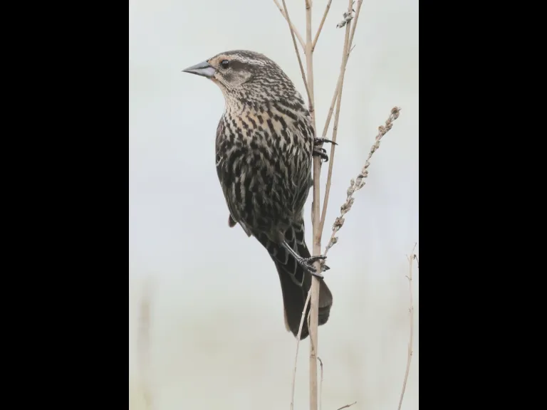 A red-winged blackbird at Bartlett Pond in Northborough, photographed by Steve Forman.