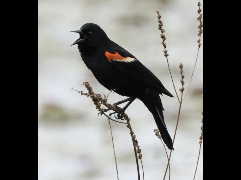 A red-winged blackbird at Bartlett Pond in Northborough, photographed by Steve Forman.
