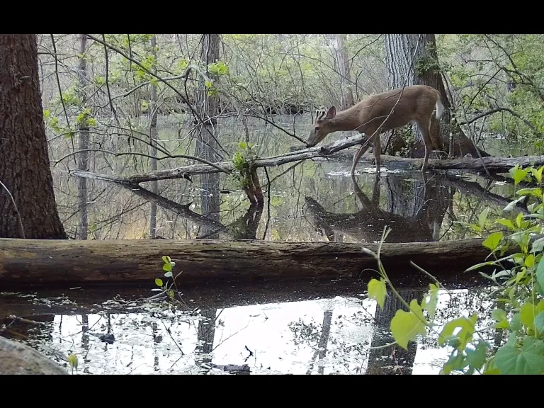 A white-tailed deer in Framingham, photographed with an automatically triggered wildlife camera by Margaret McKane.