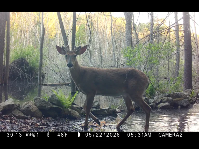 A white-tailed deer in Framingham, photographed with an automatically triggered wildlife camera by Margaret McKane.