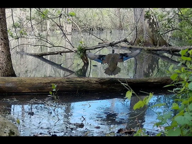 A wood duck in Framingham, photographed with an automatically triggered wildlife camera by Margaret McKane.